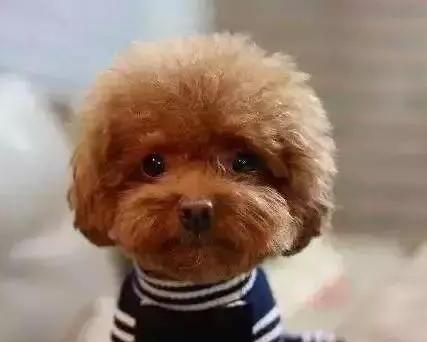 什么狗比较温顺服从力好比较适合女生养