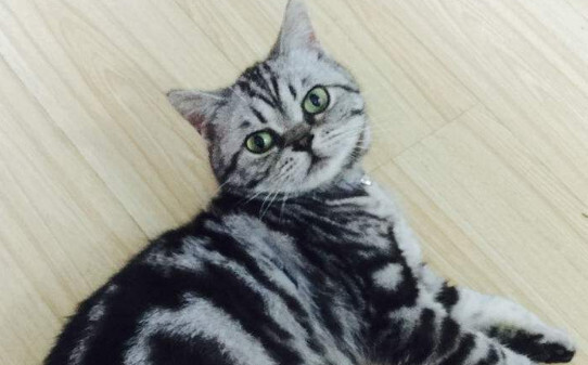 虎斑暹罗猫纯度怎么看