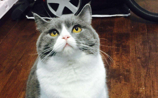 蓝白是什么品种的猫 蓝白是什么品种的猫