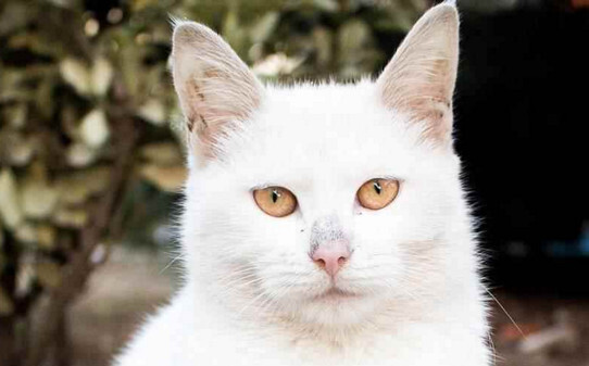 猫背包可以上地铁吗