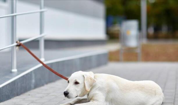 拉布拉多犬的价格多少钱一只-拉布拉多犬多少钱一只