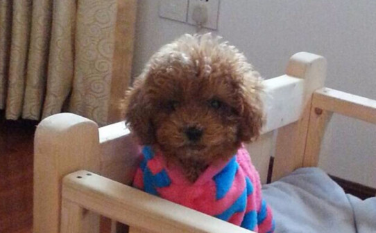 泰迪衣服简单的怎么做 泰迪衣服简单的怎么做