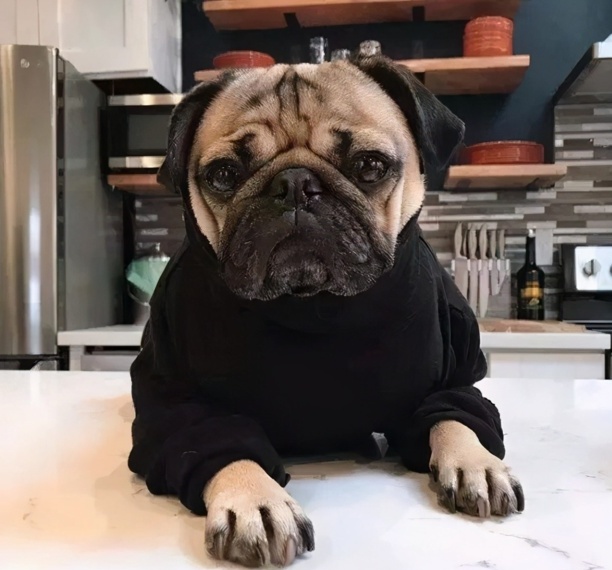 巴哥犬俱乐部-巴阡是什么