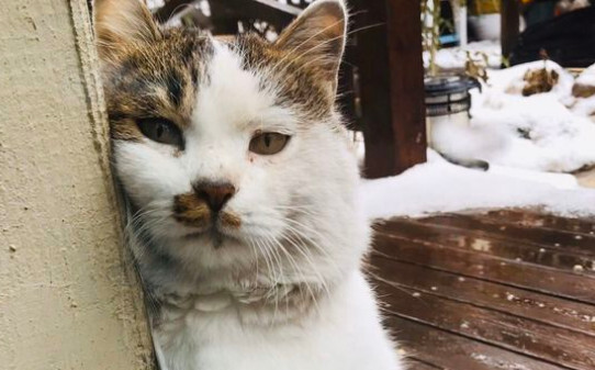 猫指甲多久剪一次怎么剪 猫指甲多久剪一次怎么剪