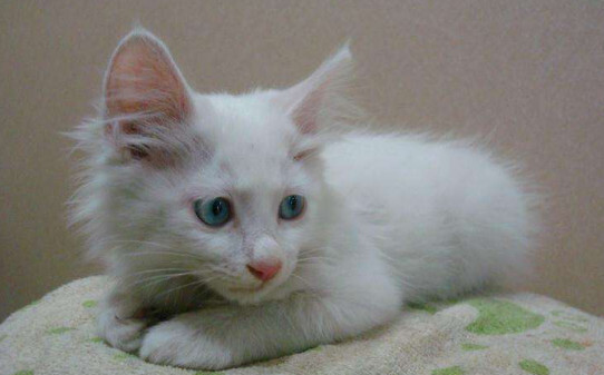 全白的猫是什么品种