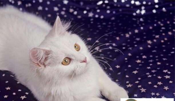 土耳其安哥拉猫几个月开始疯长-伊斯坦布尔猫是什么品种 土耳其安哥拉猫几个月开始疯长-伊斯坦布尔猫是什么品种