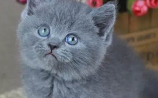 蓝猫和折耳猫哪个活得久 蓝猫和折耳猫哪个活得久