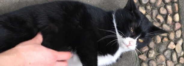 乌云盖雪猫有什么寓意