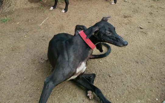 9个月的比特犬还能长吗