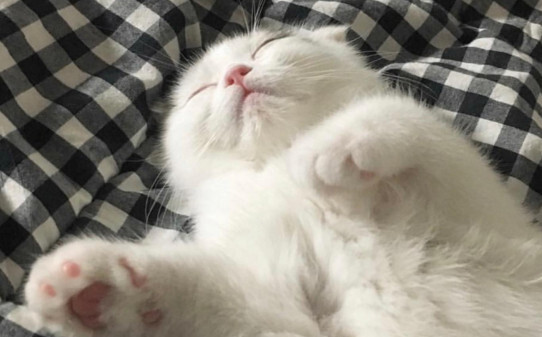 猫什么性格