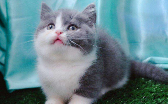 肖战养的猫什么品种