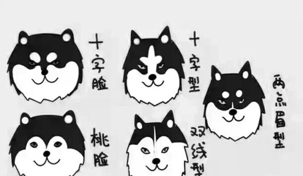 阿拉斯加犬要多少钱一只-养一只阿拉斯加多少钱
