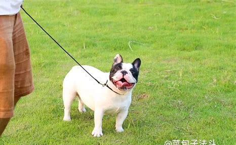 什么是菲利犬,菲利犬的习性特征与喂养等介绍 什么是菲利犬,菲利犬的习性特征与喂养等介绍