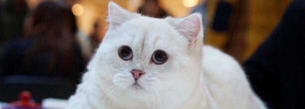 银点猫和渐层猫区别