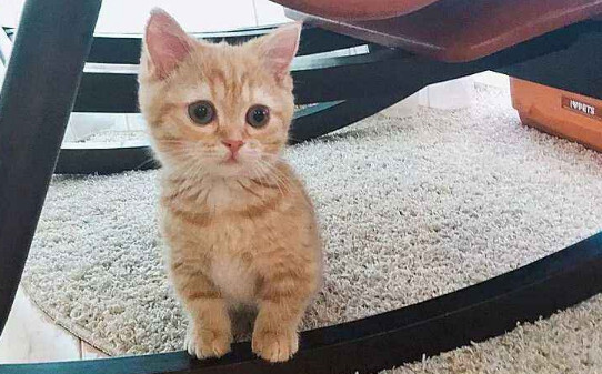 田园小橘猫家里养好吗