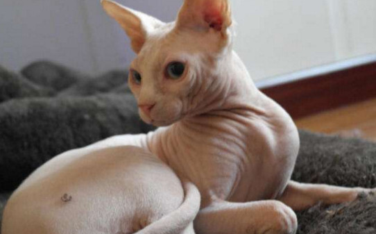 有毛的无毛猫叫什么 有毛的无毛猫叫什么