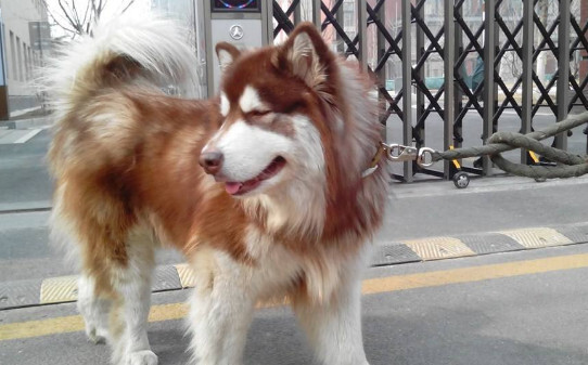 像哈士奇的大型犬