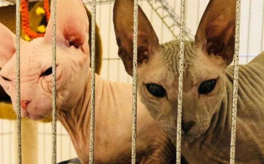 彼得秃猫和斯芬克斯的区别