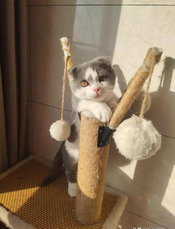 猫咪得了猫瘟怎么办医生说不用治了熬过7天就好 猫咪得了猫瘟怎么办医生说不用治了熬过7天就好