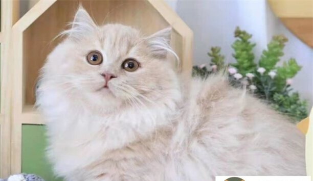 拿破仑猫贵吗-拿破仑猫是什么品种