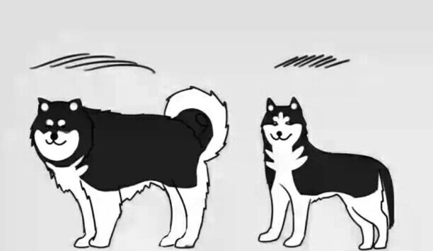 阿拉斯加犬要多少钱一只-养一只阿拉斯加多少钱