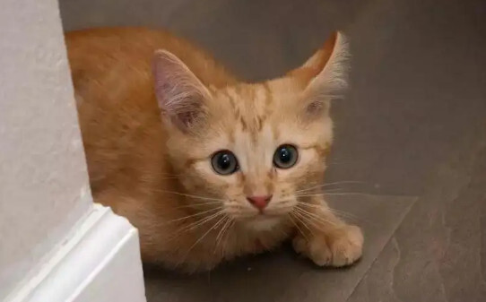 猫应激什么样子
