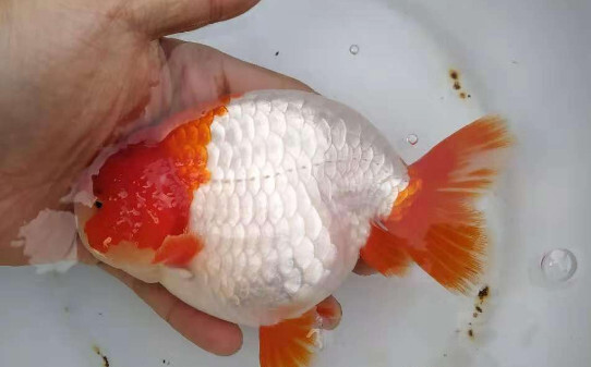 皮球鱼怎么判断是不是快生了 皮球鱼怎么判断是不是快生了