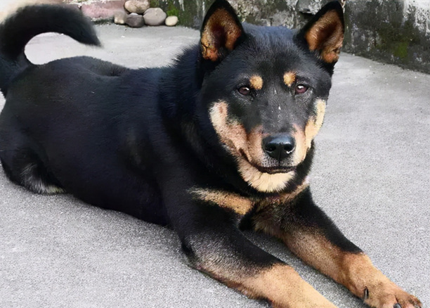 中华田园犬12个品种图-中华田园犬12个品种排名 中华田园犬12个品种图-中华田园犬12个品种排名