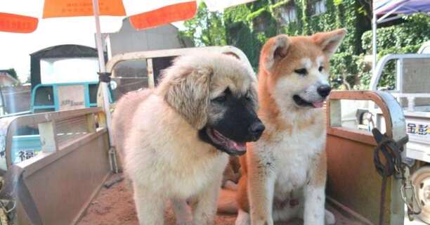 秋田犬八千-日本电影感动人的狗与人之间 秋田犬八千-日本电影感动人的狗与人之间