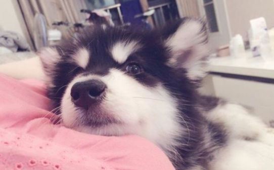 给宠物犬修剪毛发的剪刀有哪些