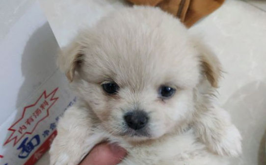 给宠物犬修剪毛发的剪刀有哪些
