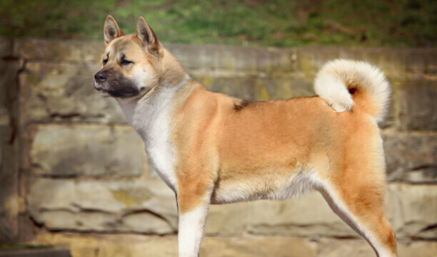 秋田犬八千-日本电影感动人的狗与人之间 秋田犬八千-日本电影感动人的狗与人之间