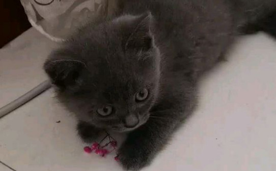 猫咪突然尿血是如何回事怎么治疗 猫咪突然尿血是如何回事怎么治疗