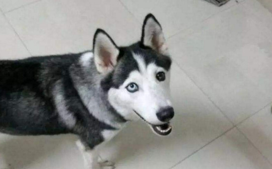 犬和狗有什么区别