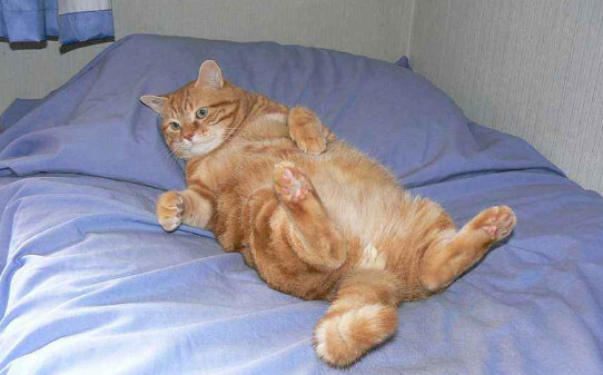 猫咪吐了没消化的猫粮是什么原因 猫咪吐了没消化的猫粮是什么原因