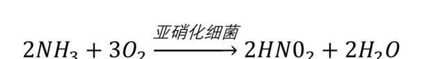 硝化细菌加多了会怎么样-硝化细菌作用