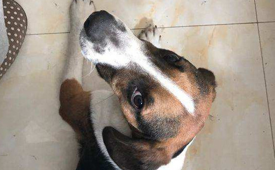 和比格犬相似的品种