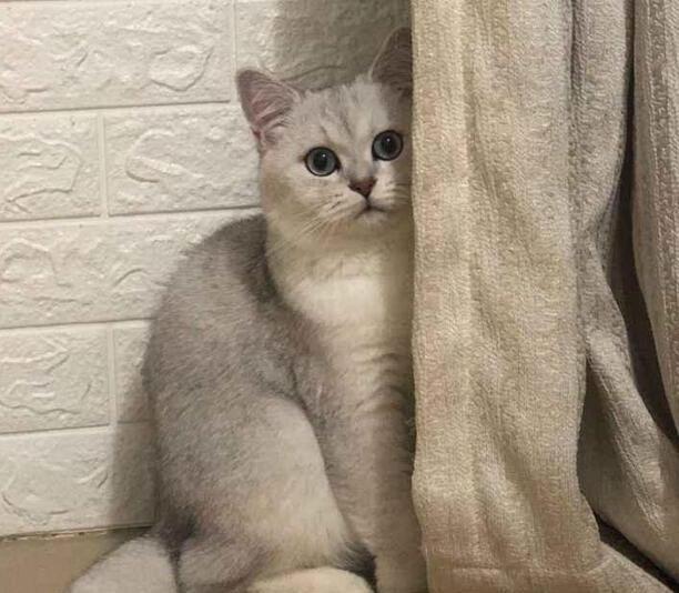 银渐层猫一般市场价多少-2100买一个银渐层贵吗