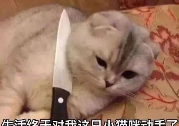 养猫对孩子的巨大危害-家里有小孩能养猫吗