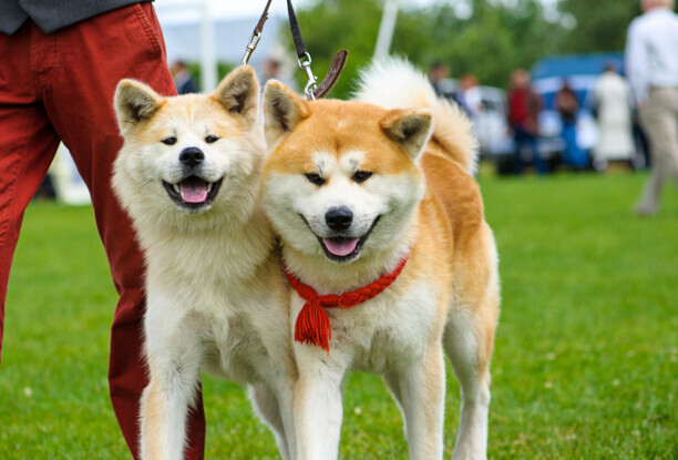 秋田犬八千-日本电影感动人的狗与人之间 秋田犬八千-日本电影感动人的狗与人之间
