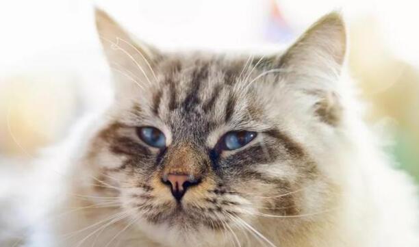 猫的品种大全-十大好看的猫品种 猫的品种大全-十大好看的猫品种