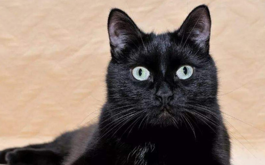 纯黑色的猫咪有哪些品种