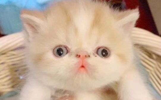 宠物圈养猫要打疫苗嘛
