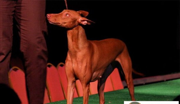 济南可以养法老王猎犬吗-哪有大型法老王猎犬卖去当地的宠物市场 济南可以养法老王猎犬吗-哪有大型法老王猎犬卖去当地的宠物市场