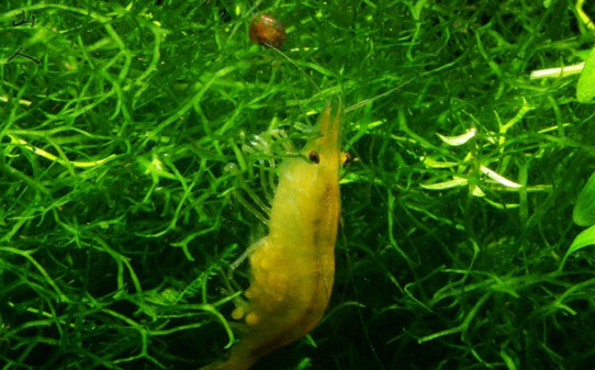 自来水养虾最佳方法