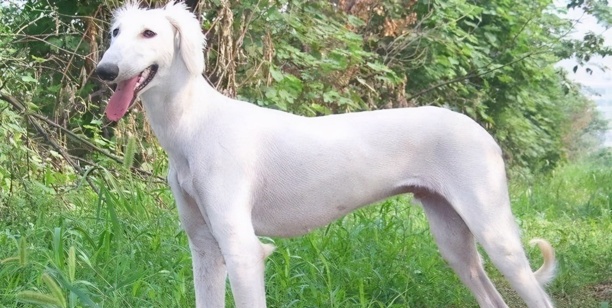 中国土狗四大名狗-中华田园犬12个品种 中国土狗四大名狗-中华田园犬12个品种