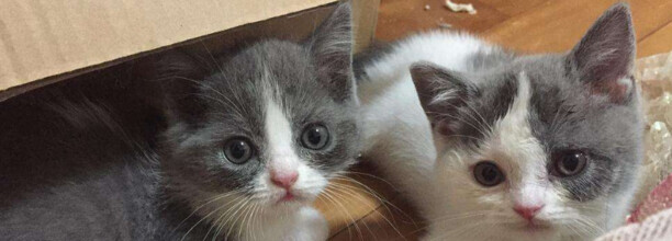 猫疫苗多久打一次 猫疫苗多久打一次