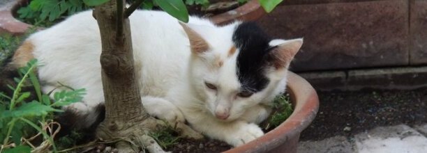 猫什么性格