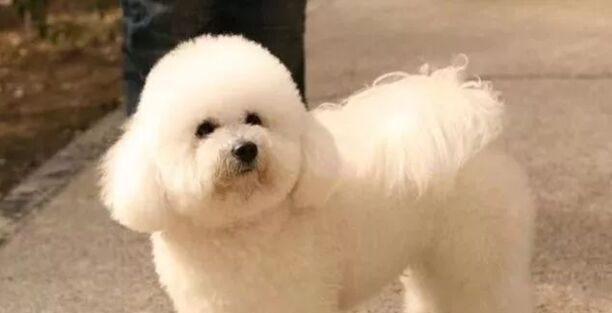 小型犬排名前10名-小型犬排名有哪些