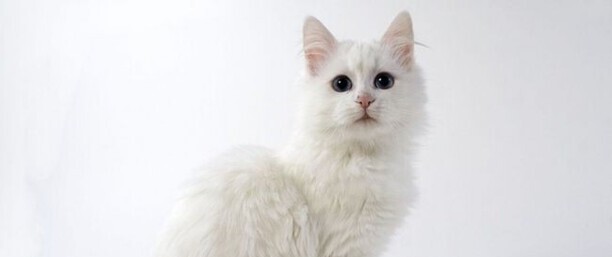 土耳其安卡拉猫-京剧猫星罗班都是什么猫 土耳其安卡拉猫-京剧猫星罗班都是什么猫